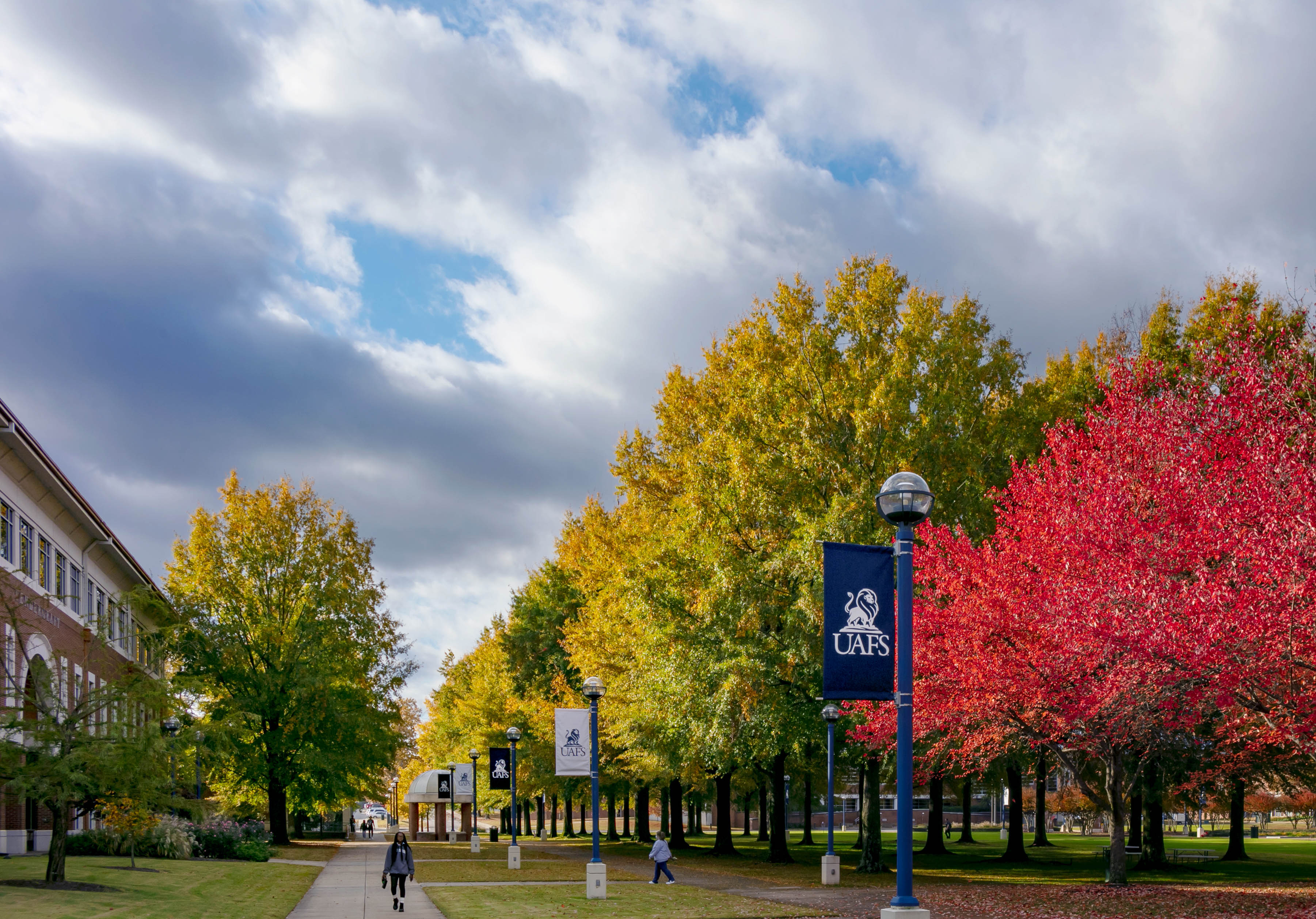 fall trees